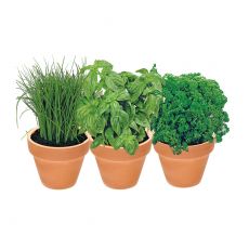 Kit mini potager